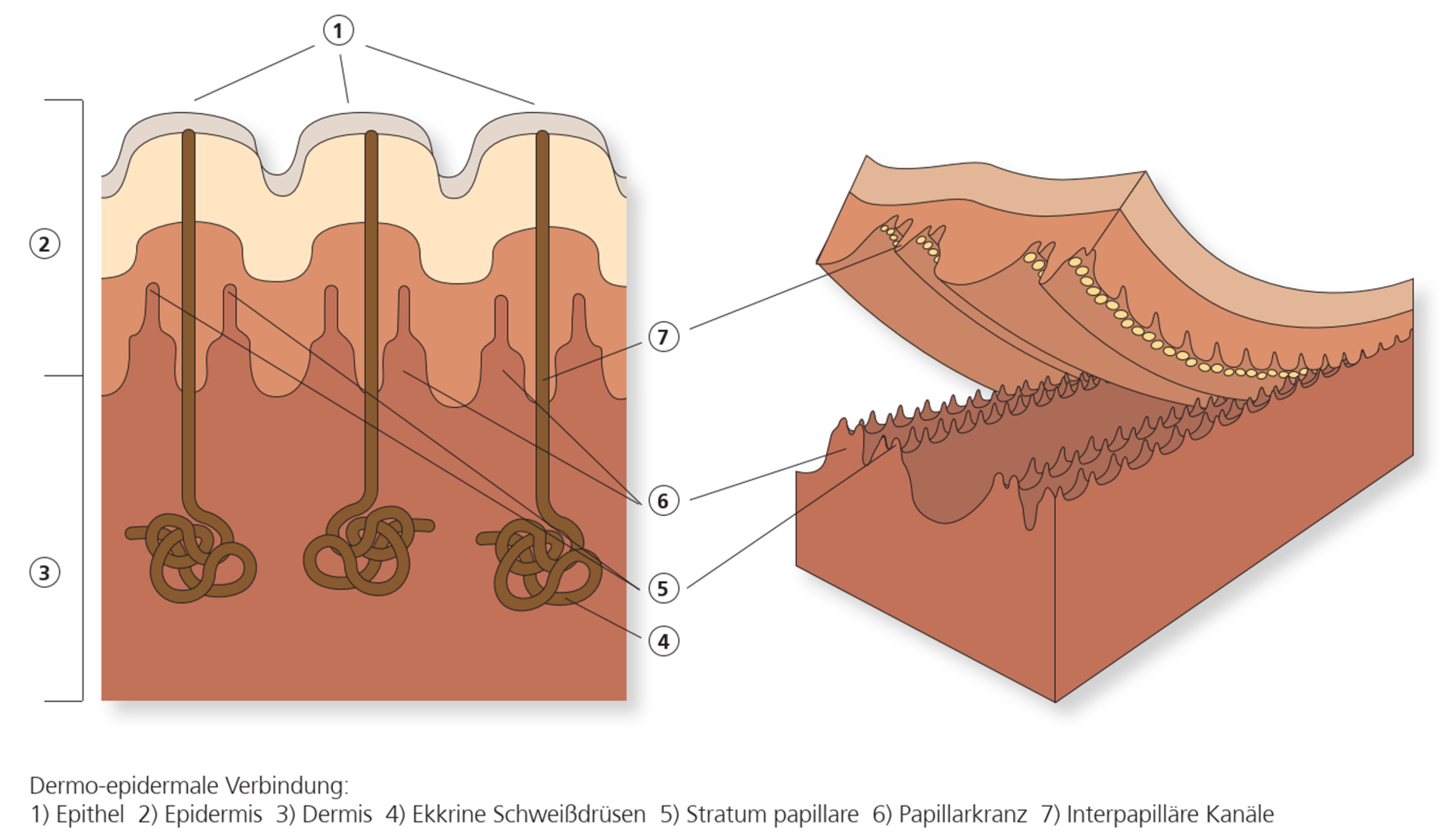 Struktur und Funktion des Keratins